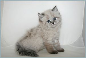 Female Siberian Kitten from Deedlebug Siberians